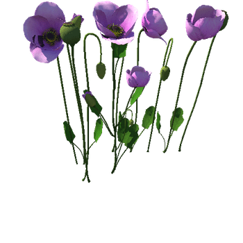 Papaveraceae flower_ping